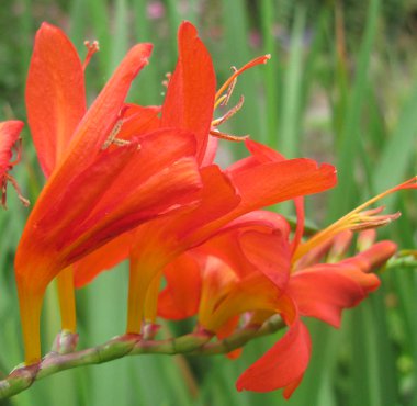 Crocosmia masoniorum